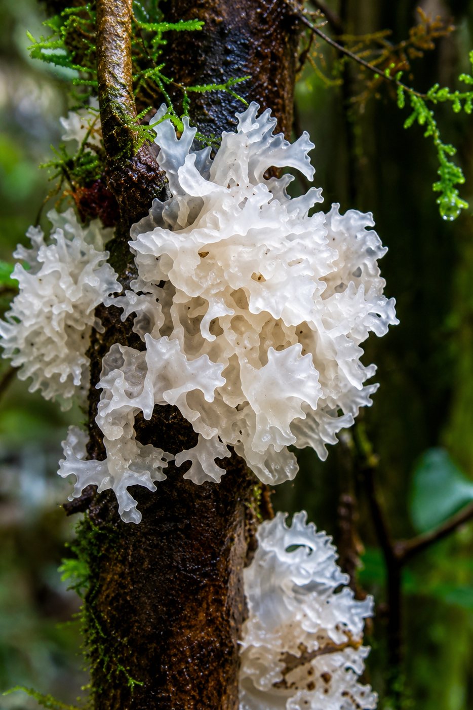 Snow Mushroom